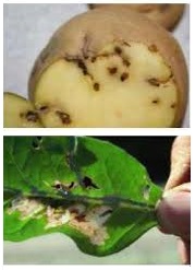 Divulgação DGAV sobre a Tecia solanívora